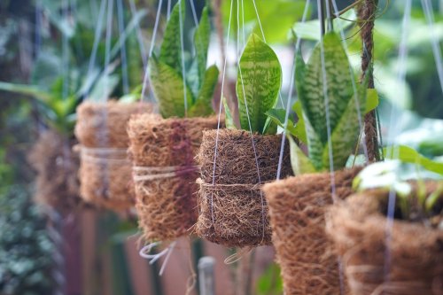 Substrat en fibre de coco pour culture hors-sol à Abidjan