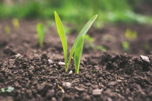 Planet Agro Révolutionne l'Agriculture à Rennes avec son Système d'Irrigation Goutte à Goutte Innovant