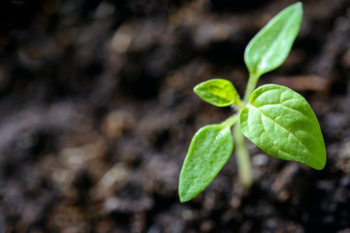 Réduire l'empreinte environnementale avec les macérations d'Agrisymbiose