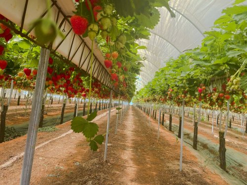 La gamme Byokali pour améliorer la fertilisation de vos cultures