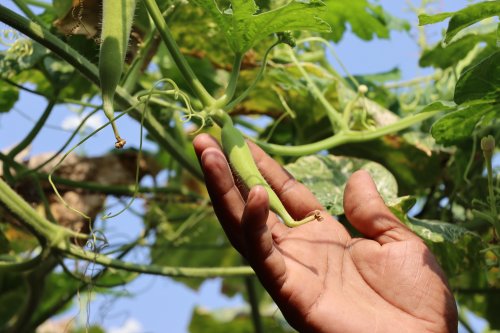 Favorisez la vitalité de votre sol avec l'agrisymbiose de Planet Agro