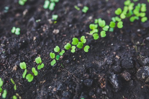 Produits biostimulants Saint-Emilion : l'excellence de Planet Agro