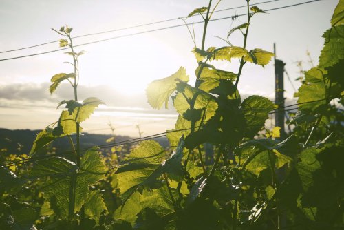 Les biostimulants 100 % naturels : une réponse durable pour l’agriculture française