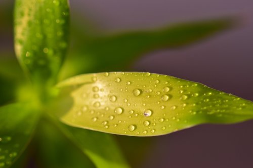 Réalisez des économies d'eau pour vos cultures