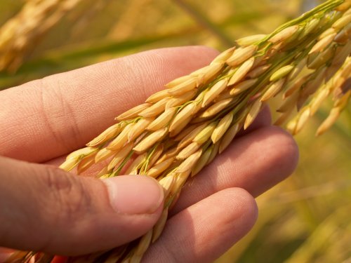 Augmentez le développement physiologique de vos cultures