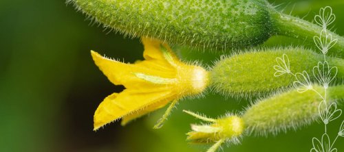 L'intérêt des oligo-éléments pour optimiser les rendements agricoles